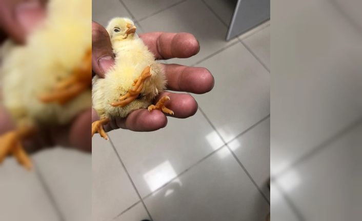 Kdz. Ereğli’de üç ayaklı civciv dünyaya geldi