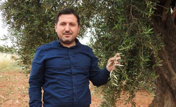 Kilis’te zeytin üreticilerinin umutlu bekleyişi başladı