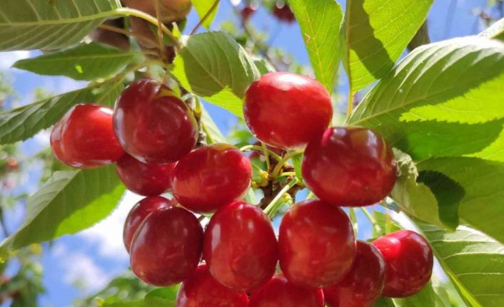 Kiraz hasadında sona gelindi