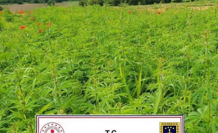 Kırklareli’nde 1 milyon 137 bin 500 kök Hint keneviri ele geçirildi