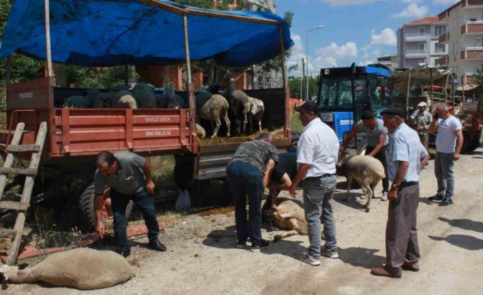 Kırklareli’nde kurbanlar alıcısını bekliyor