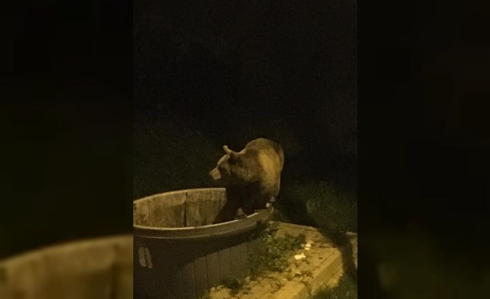 Kış uykusundan uyanan ayılar şehir merkezine indi
