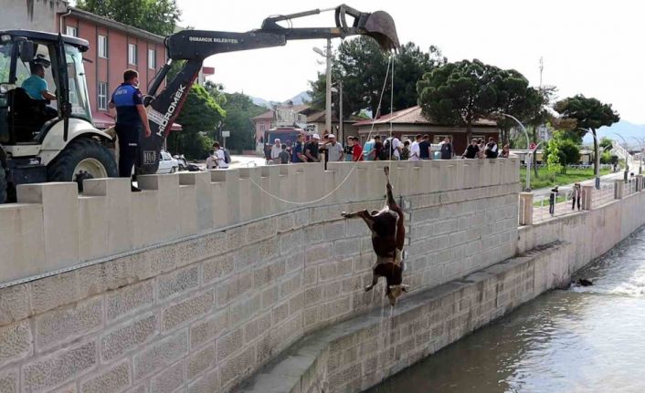 Kızılırmak’taki hayvan leşleri kepçe ile kaldırıldı