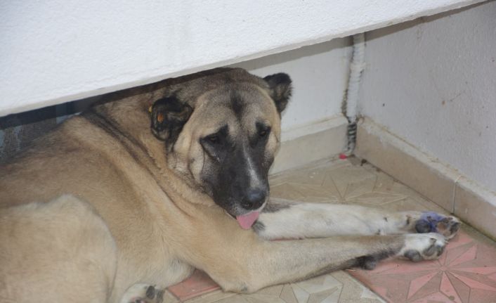 Köpeğe tekme iddiası ortalık karıştırdı: İki komşu böyle birbirine girdi