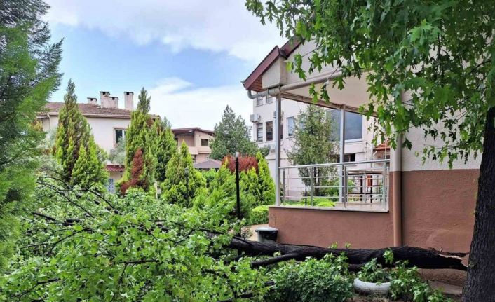 Köyceğiz’de yağışla birlikte etkili olan rüzgar ağaçları devirdi