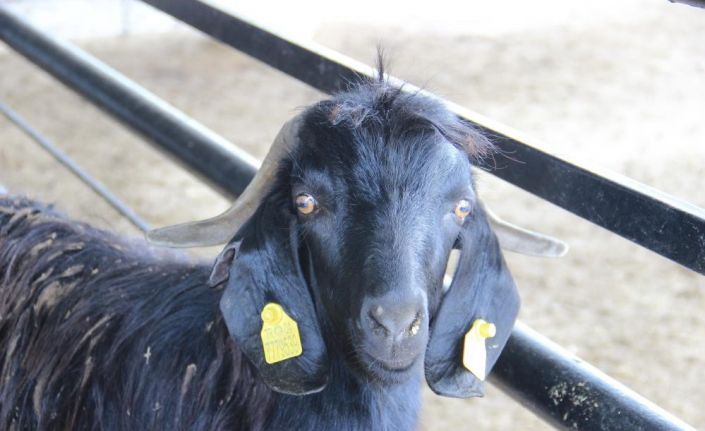 Kurban Bayramı öncesi hayvan pazarlarında hareketlilik başladı