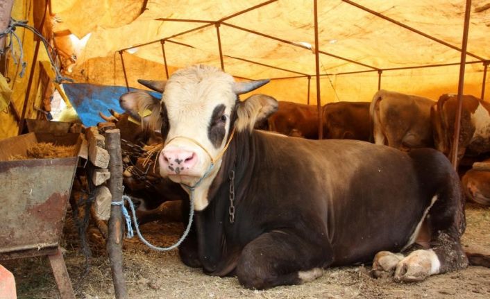 Kurban Bayramı öncesi Sivas’ta Kurban pazarı açılmayacak