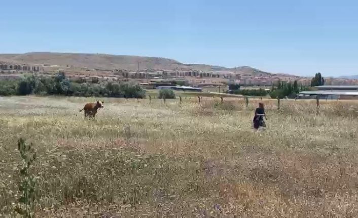 Kurban Bayramının ilk ’kaçağı’ Elazığ’dan: Kurbanlık inek sahibinin omurgasını kırıp kaçtı