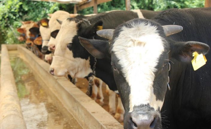 Kurban etlerinin işlenmesi ve muhafazası