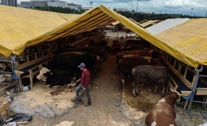 Kurban pazarında ilk günden sıkı pazarlıklar başladı