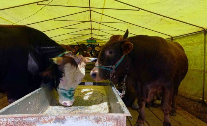 Kurban pazarındaki satıcılar, mandıra ve internet üzerinden yapılan kurban satışlarından dertli