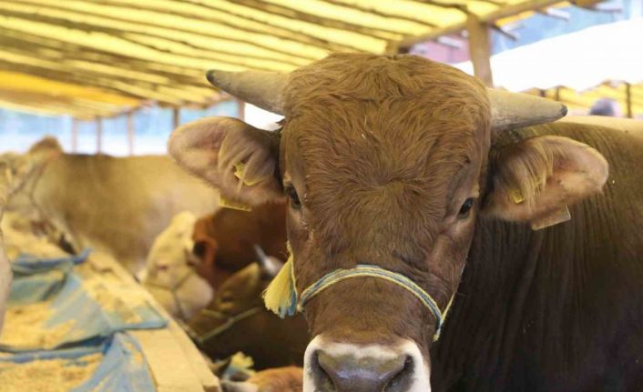 Kurban pazarlarında arefe yoğunluğu
