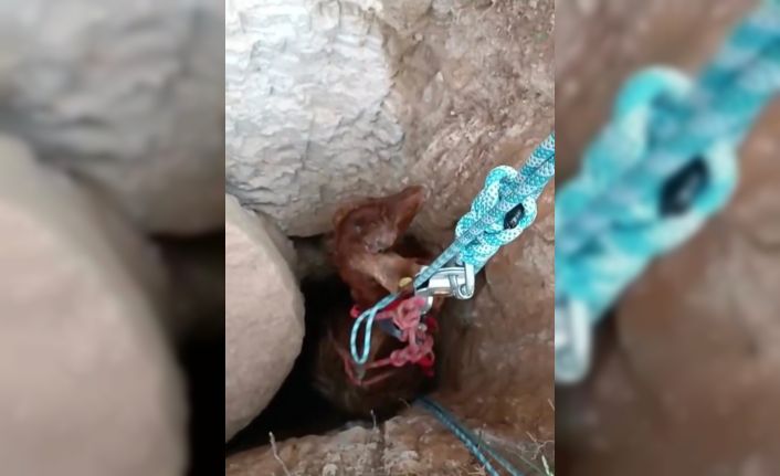 Kuyuya düşen keçi 2 saatlik çalışmayla kurtarıldı