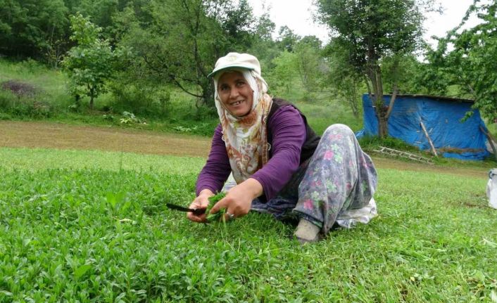 Madımak bu yıl sevenlerinin yüzünü güldürecek