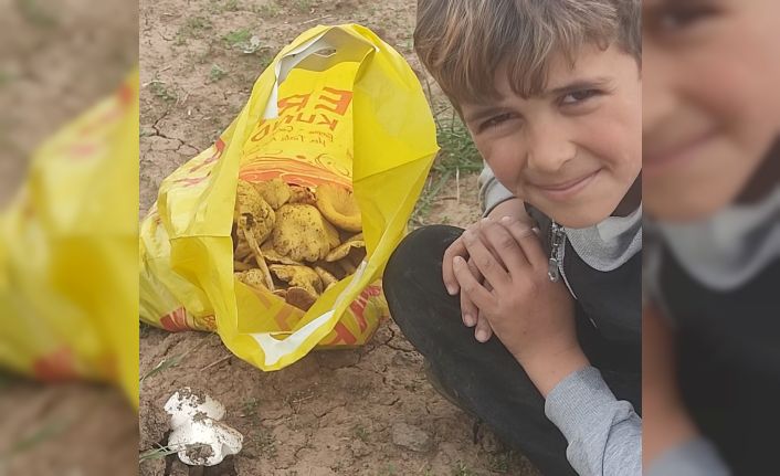 Malazgirt’te mantar bereketi