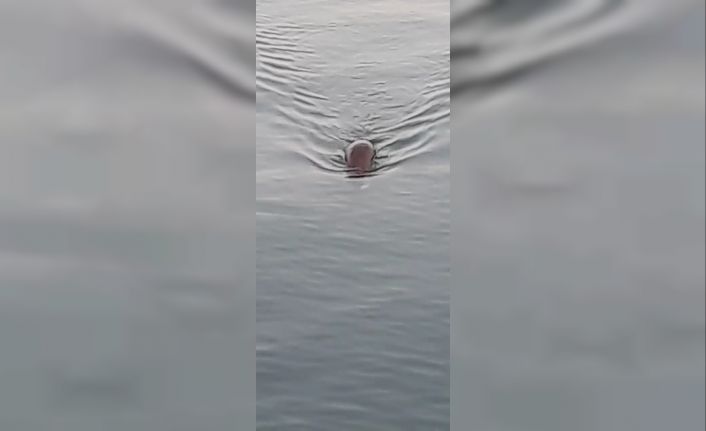 Marmara Denizinde su maymunu görüntülendi