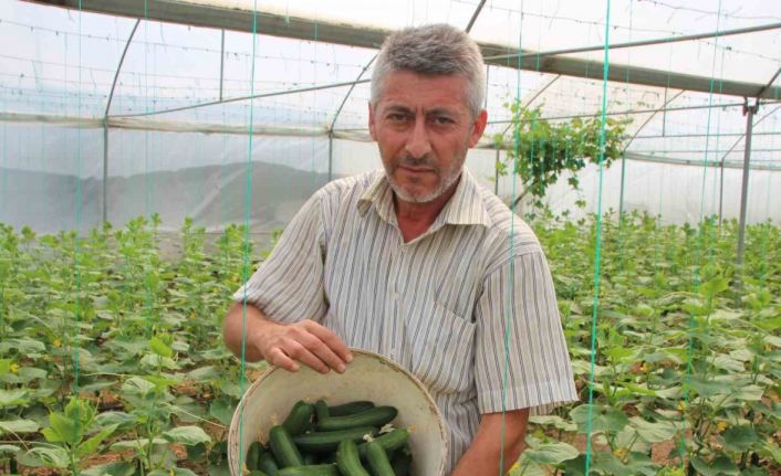 ’Marmara’nın Küçük Antalya’sı’ olarak bilinen Söğüt ve İnhisar ilçelerine bağlı köylerde salatalık hasadı başladı