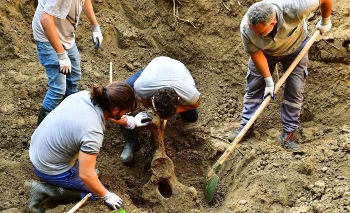 Mezarı açıldı, 16 yıl önce ölen fil Pak Bahadır’ın kemikleri titizlikle çıkarılıyor