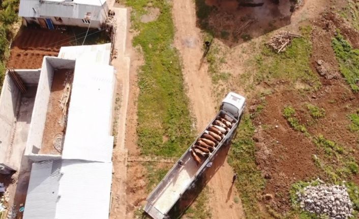 Muş’tan batı illerine kurbanlık sevkiyatı sürüyor