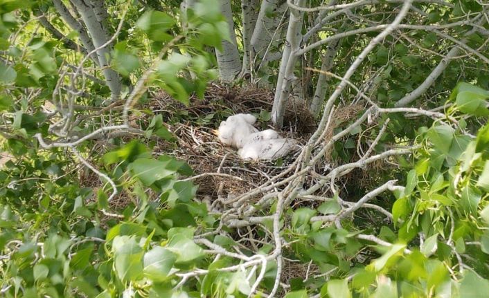 Nesli tehlike altında, yavruları fotoğraflandı
