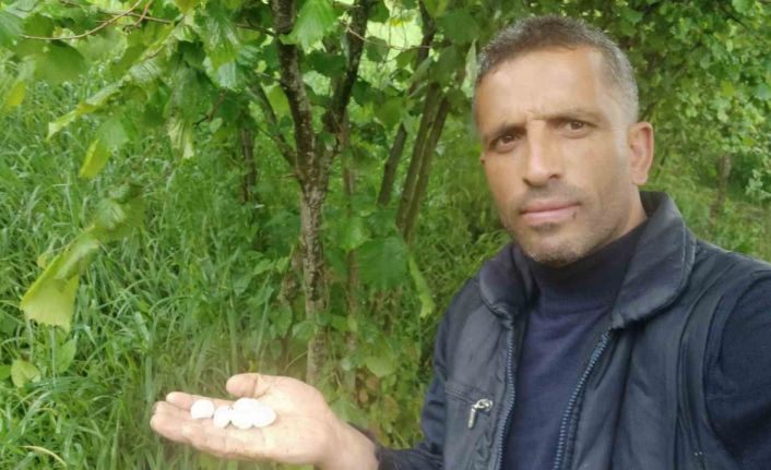 Ordu’da fındık bahçelerini ceviz büyüklüğünde dolu vurdu
