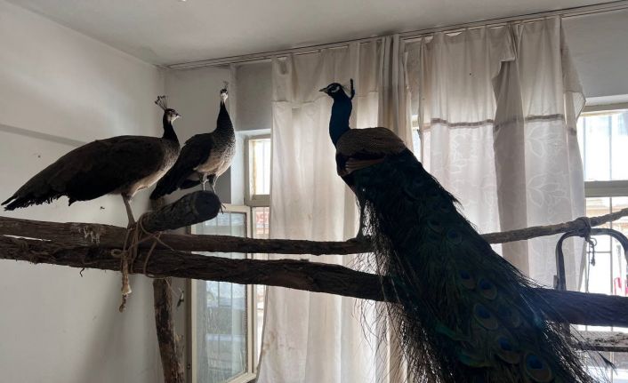 Ordu’da Hint tavus kuşu besleyen kişiye ceza: 3 kuşa el konuldu