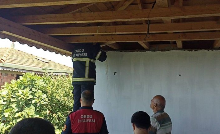 Ordu’da itfaiye ekipleri mahsur kalan yavru kedi ile 4 baykuşu kurtardı