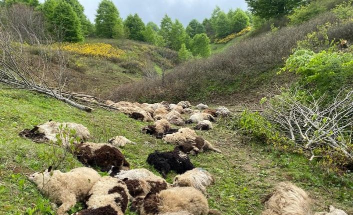 Ordu’da koyun sürülerine ayı saldırdı: 76 koyun telef oldu