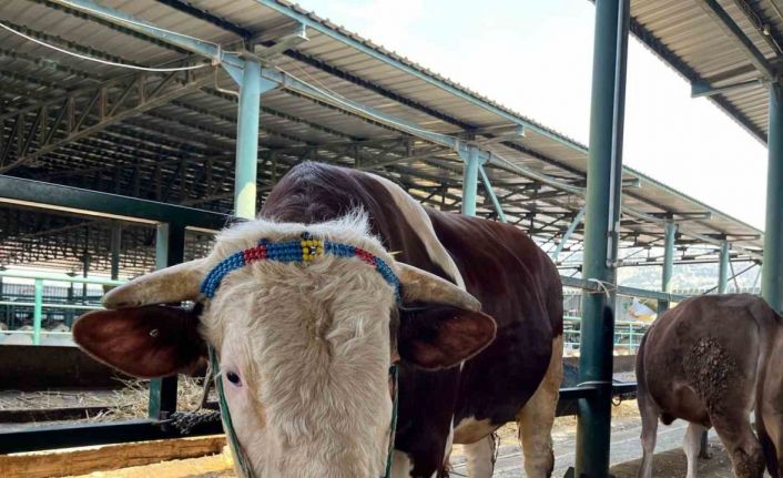 (ÖZEL) Bin 200 kiloluk ’Paşa’ talibine bekliyor