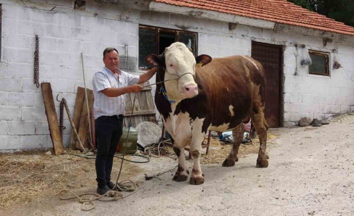 (Özel) Çanakkale’de 1.6 tonluk boğa, 220 bin TL’den alıcısını bekliyor