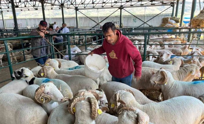 (ÖZEL) Eskişehir’deki kurban satıcıları: “Burada adeta eziyet çekiyoruz”