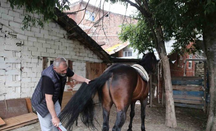 (Özel) "Uludağ" isimli tay annesinin karnındayken satıldı