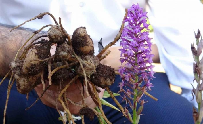 Pınarhisar’da salep hasadı başladı