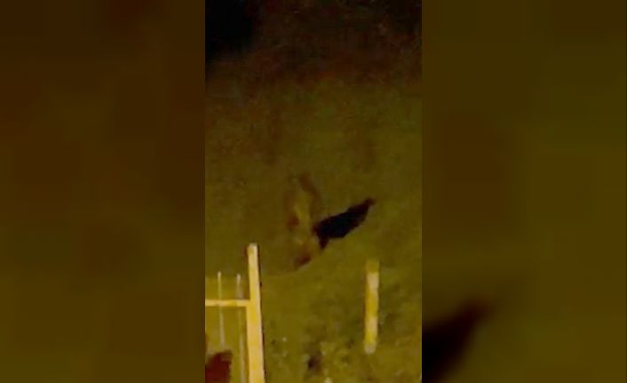 Rize’de çay bahçesine giren ayı görenleri korkuttu