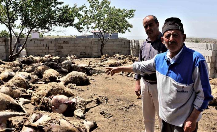 Sabah uyanan besici hayatının şokunu yaşadı: Kurtlar 170 küçükbaş hayvanı telef etti