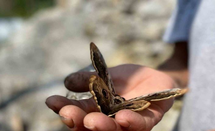 Saha çalışmasında bulduğu kelebek ilgi odağı oldu