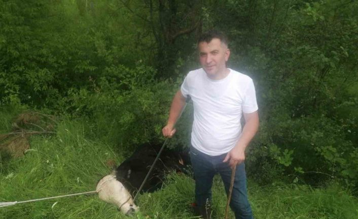 Sahibinden kaçan kurbanlık 4 kişiyi yaraladı, 6 saatte yakalanabildi