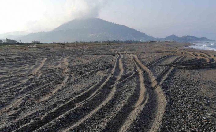 Sahil magandalarına caretta caretta  ve kum zambağı uyarısı