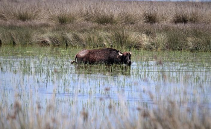 Samsun manda popülasyonunda Türkiye’de ilk sırada
