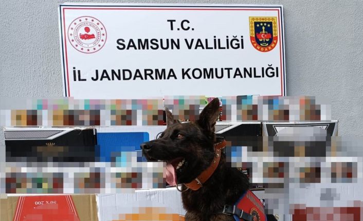 Samsun’da jandarmadan kaçak makaron operasyonu