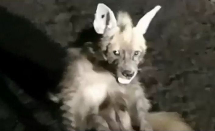 Şanlıurfa’da yaralı sırtlanın acı içinde kıvrandığı anlar kameraya yansıdı