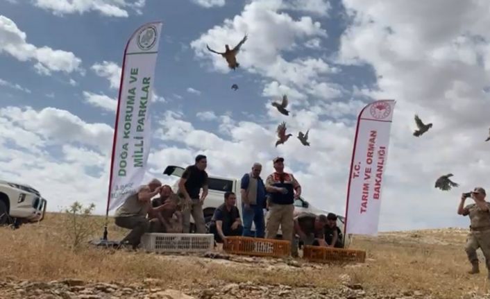 Şanlıurfa’da yüzlerce kınalı keklik doğaya bırakıldı
