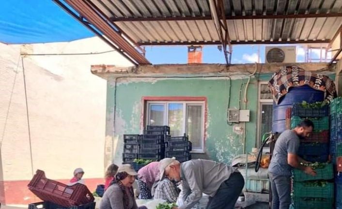 Sarıgöl’de taze yaprak alımları hız kazandı