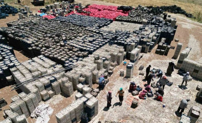 Sarımsak tarlada 15, markette 40 lira