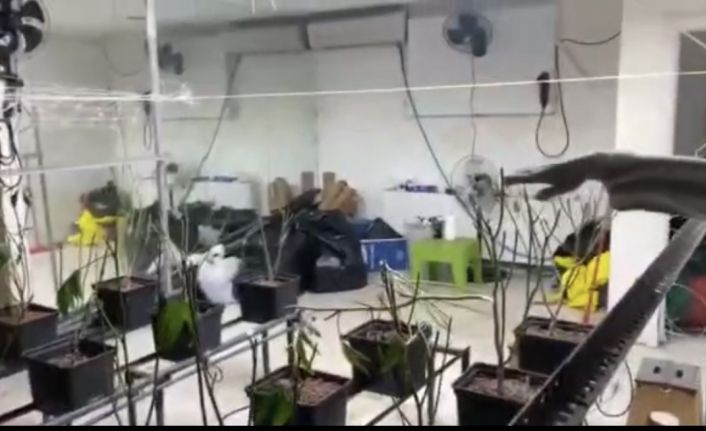 Sarıyer’de sera eve operasyon kamerada: 5 milyon liralık marihuana ele geçirildi