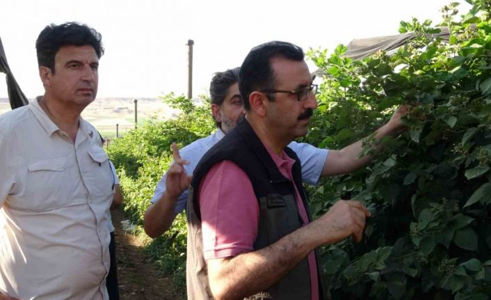 Siirt’ten 34 ülkeye böğürtlen ihraç ediliyor