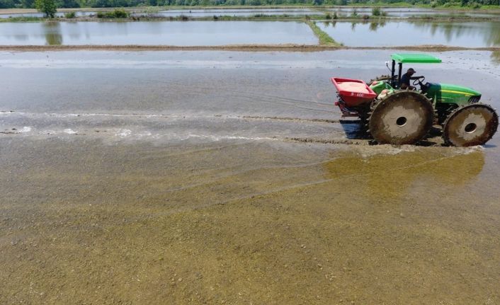Sinop çeltiğinde tohumlar suyla buluşmak için hazırlanıyor