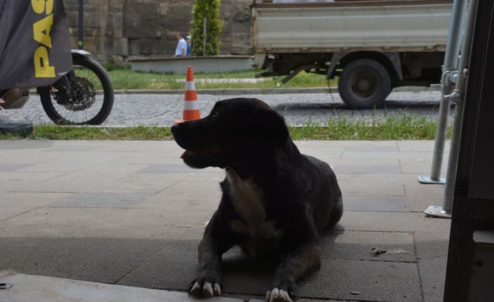 Sinop’ta esnafın maskotu olan “pati” isimli köpek kuryelerle paket servisine çıkıyor