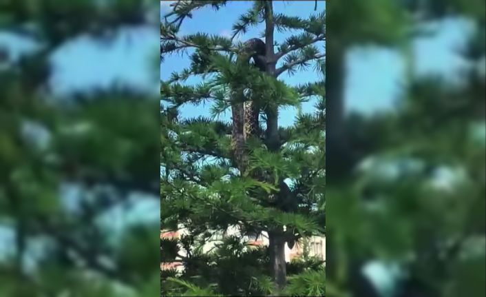 Sosyal medyada paylaşılan anakonda büyüklüğündeki yılan paniğe neden oldu, gerçek itfaiye ekiplerin gelmesiyle ortaya çıktı