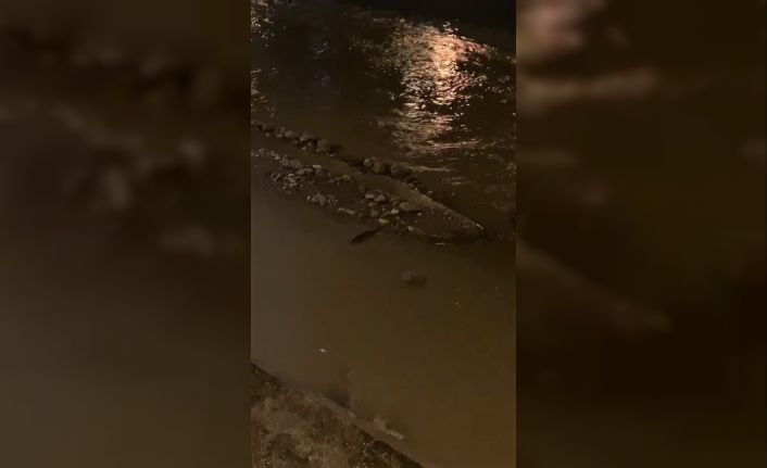 Su samuru balık avlarken görüntülendi